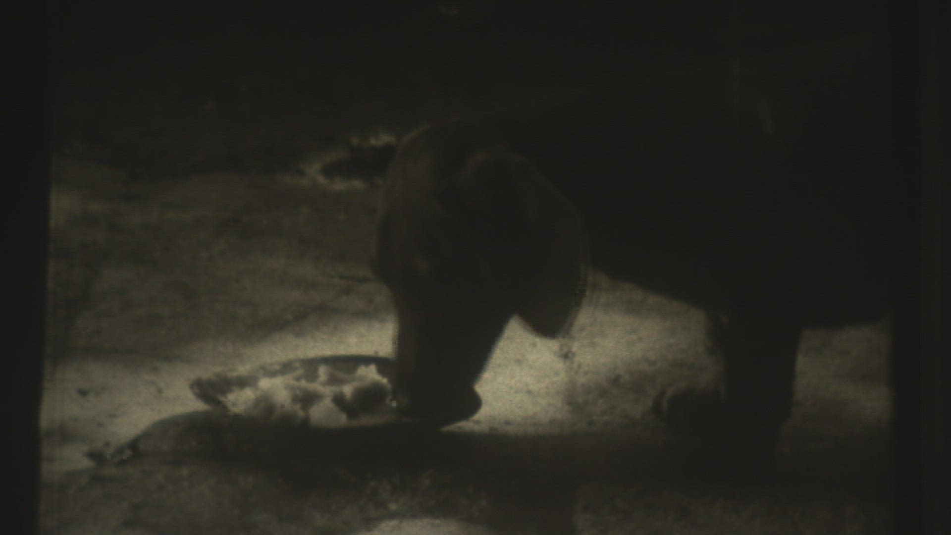 607621322 / Die Dackelballade / Film / 1950