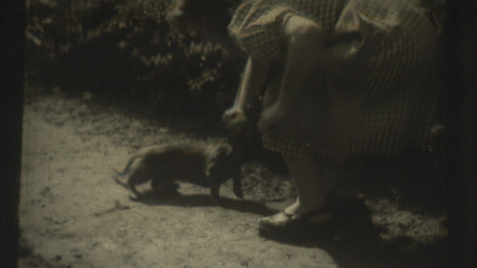 147580382 / Die Dackelballade / Film / 1950