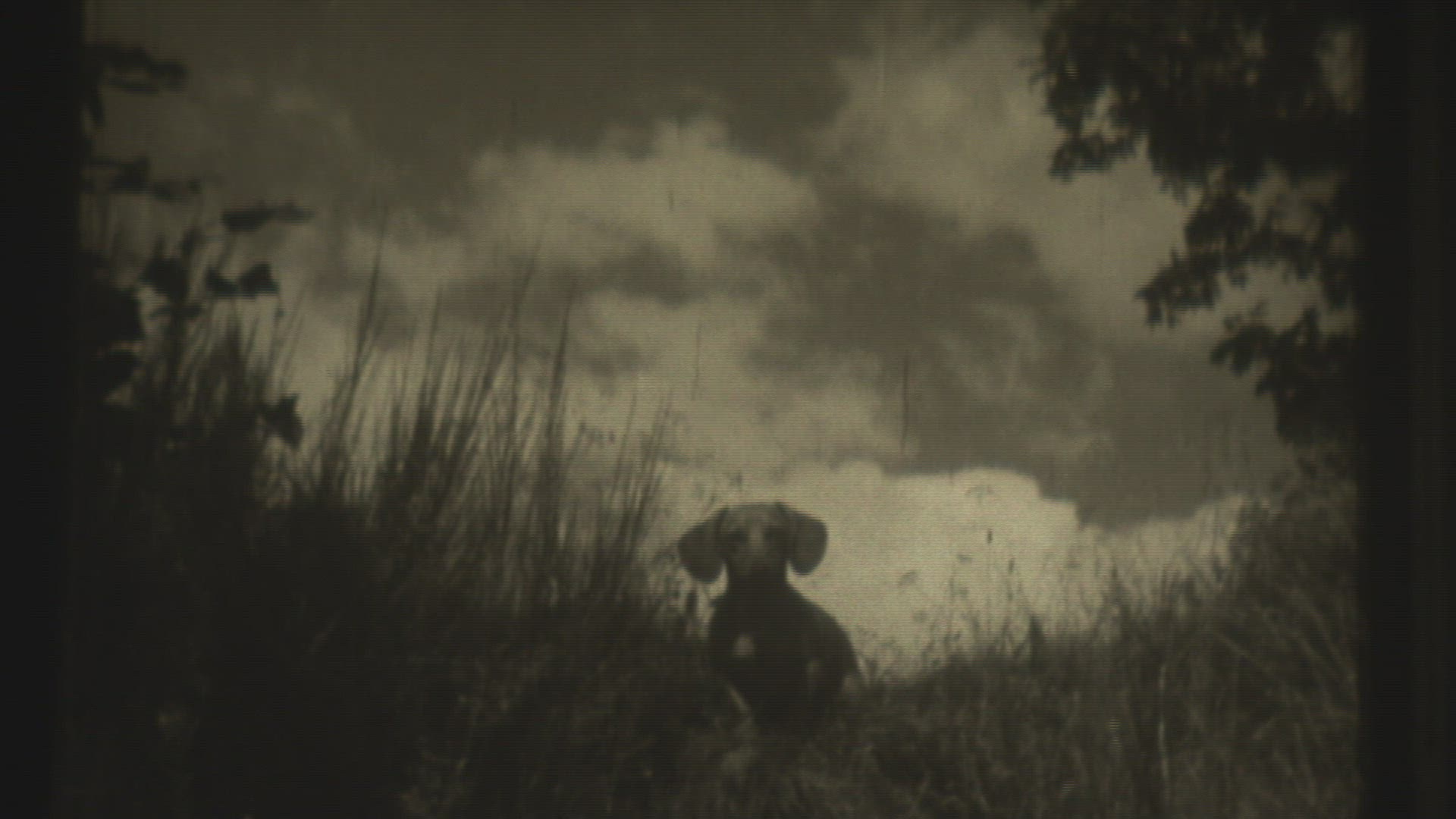 619510130 / Die Dackelballade / Film / 1950