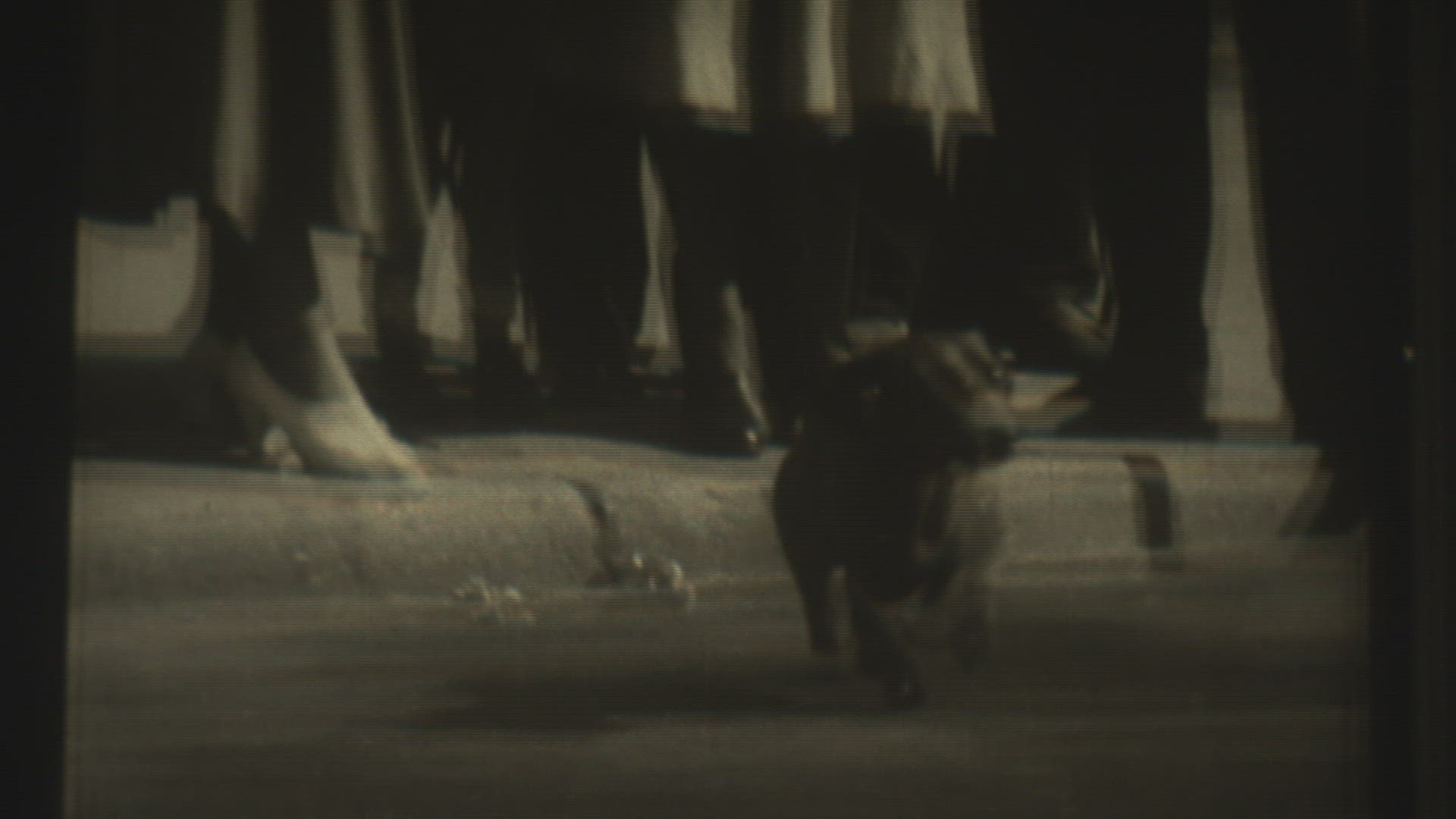 768571501 / Die Dackelballade / Film / 1950