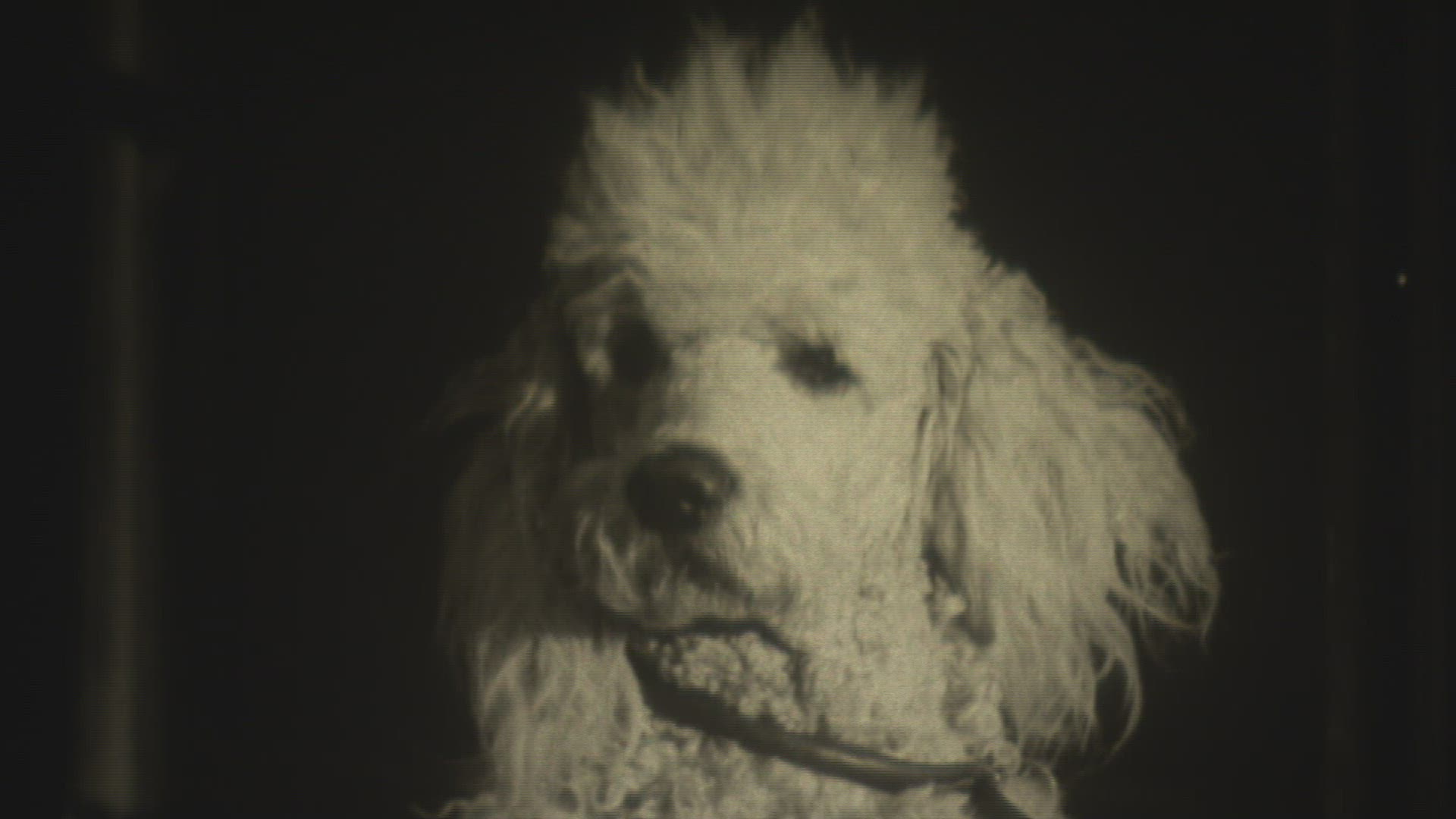 737379480 / Die Dackelballade / Film / 1950