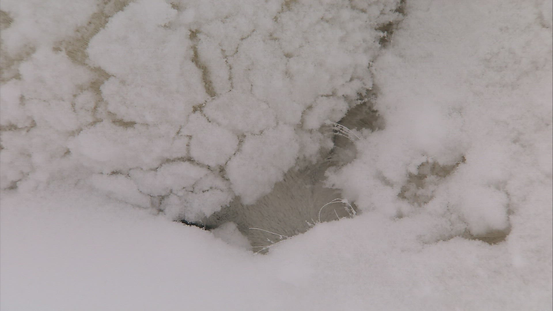 282110315 / Sledge Dog / Snowbound