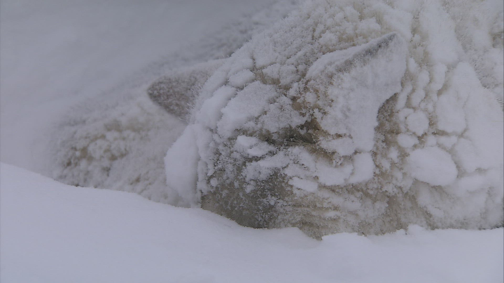 742884169 / Sledge Dog / Snowbound