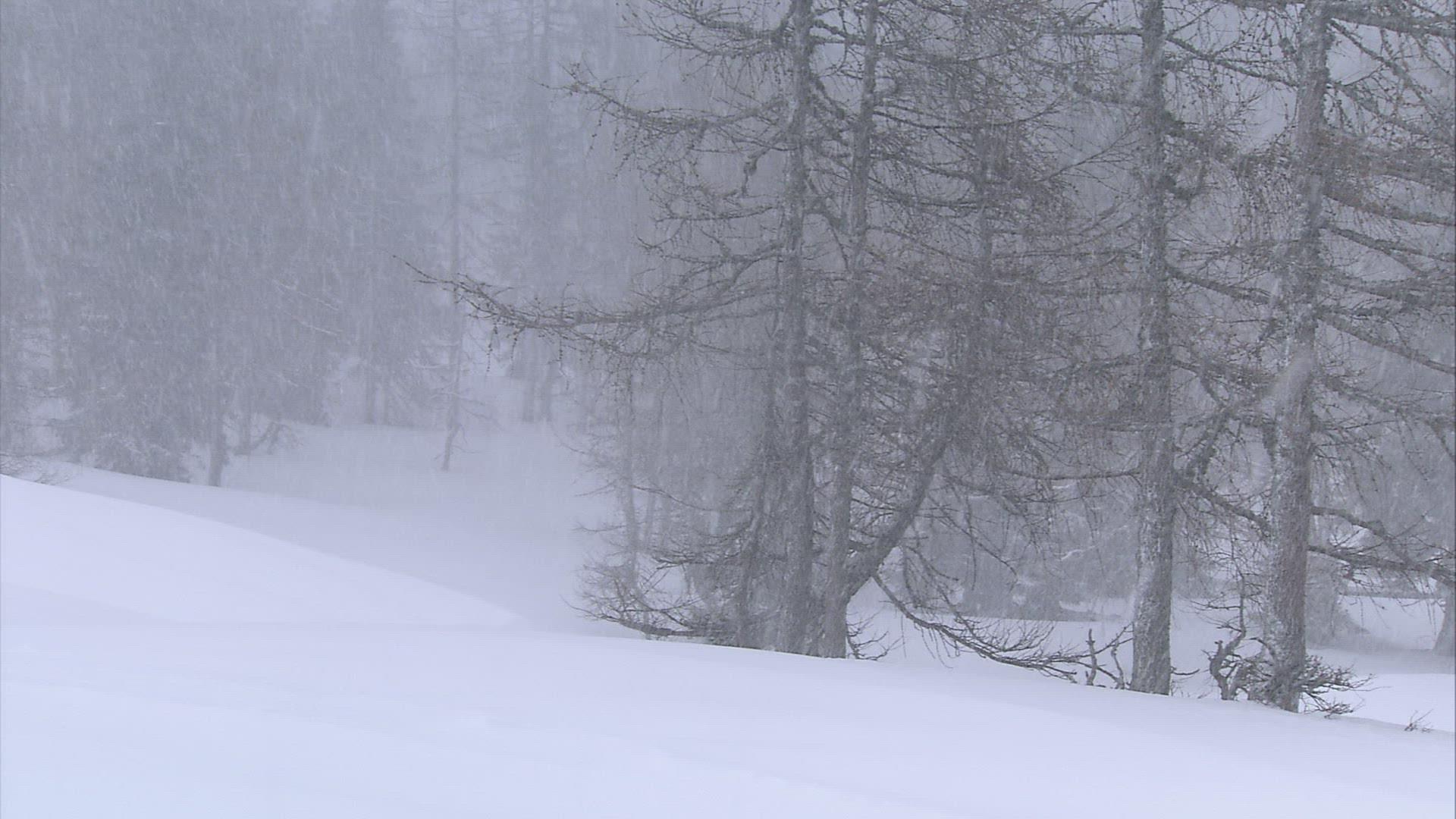 123964206 / Snow Flurry / Coniferous Forest / Austria