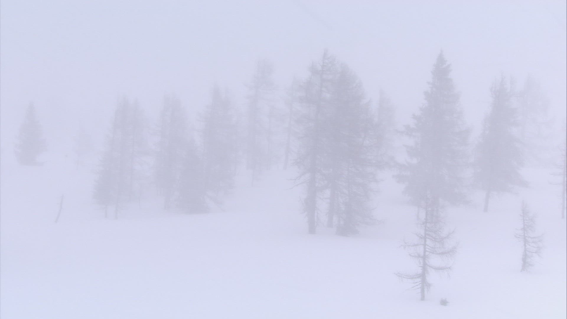 820621204 / Snow Flurry / Coniferous Forest / Austria