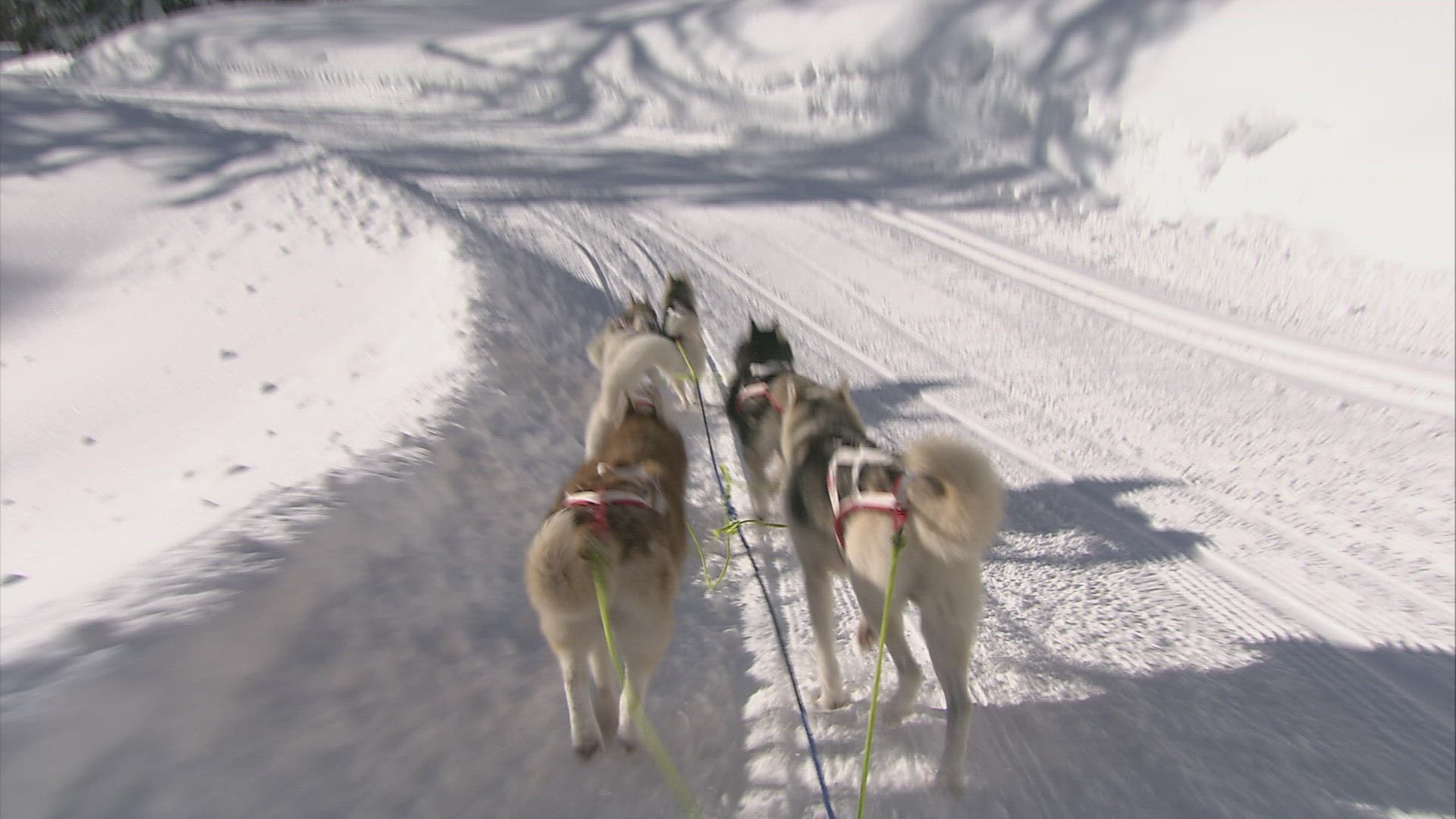 381395370 / Sledge Dog / Alps / Austria / POV
