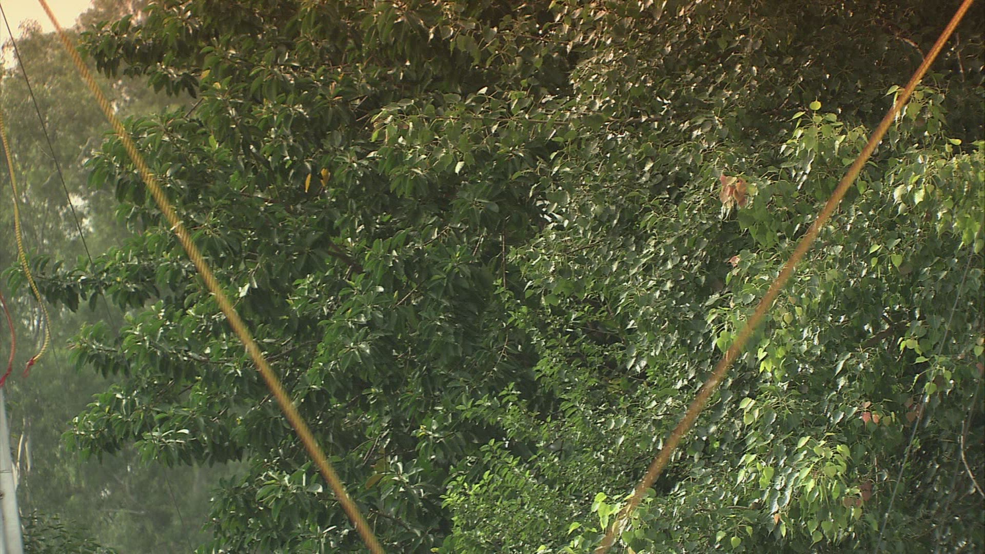 592712564 / Bungee Trampoline / Leisure Time / Chandigarh / India