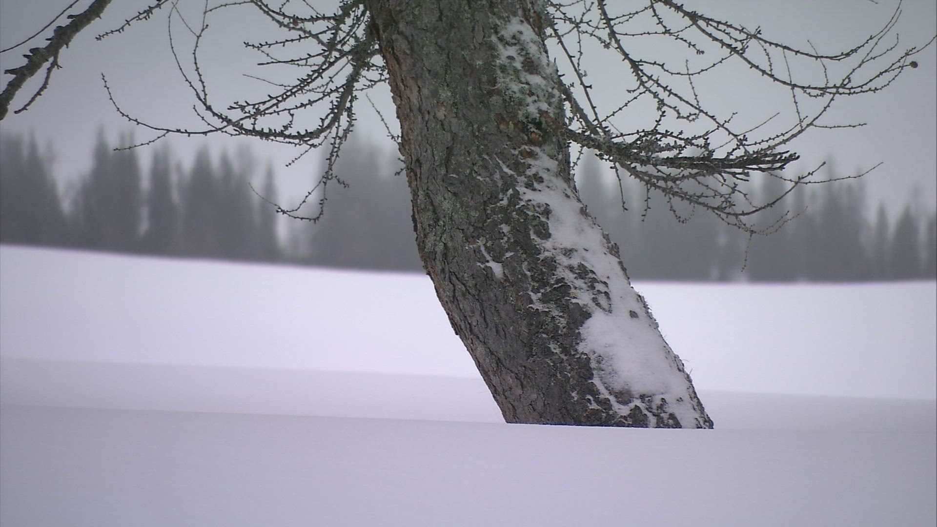560462181 / Conifer / Winter / Austria