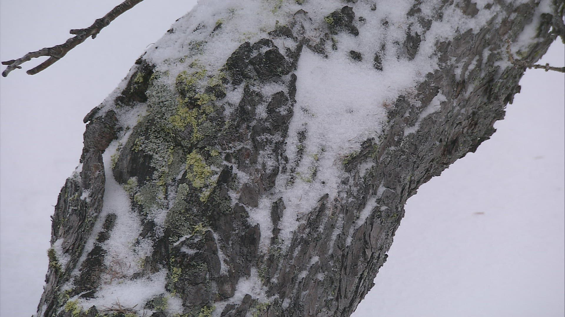 890274054 / Conifer / Winter / Austria