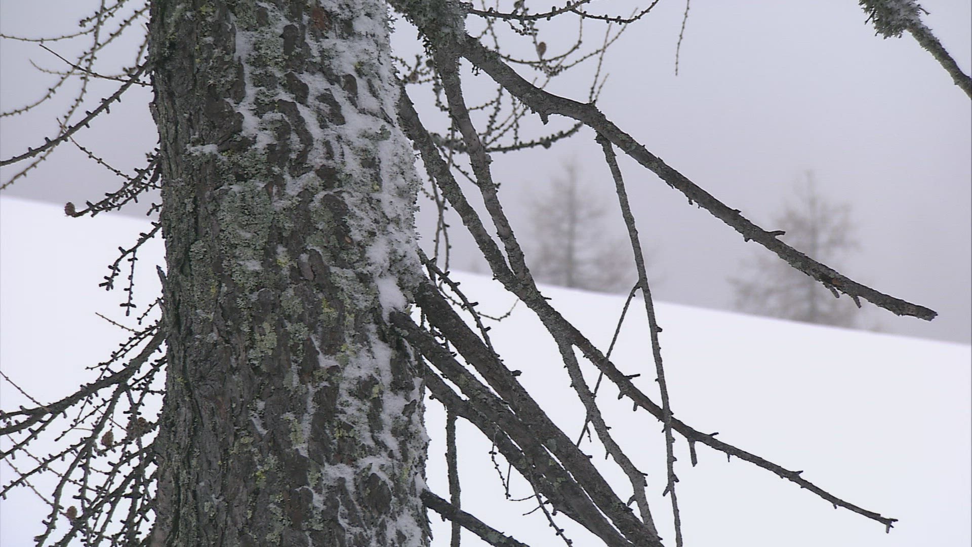 972772417 / Conifer / Winter / Austria
