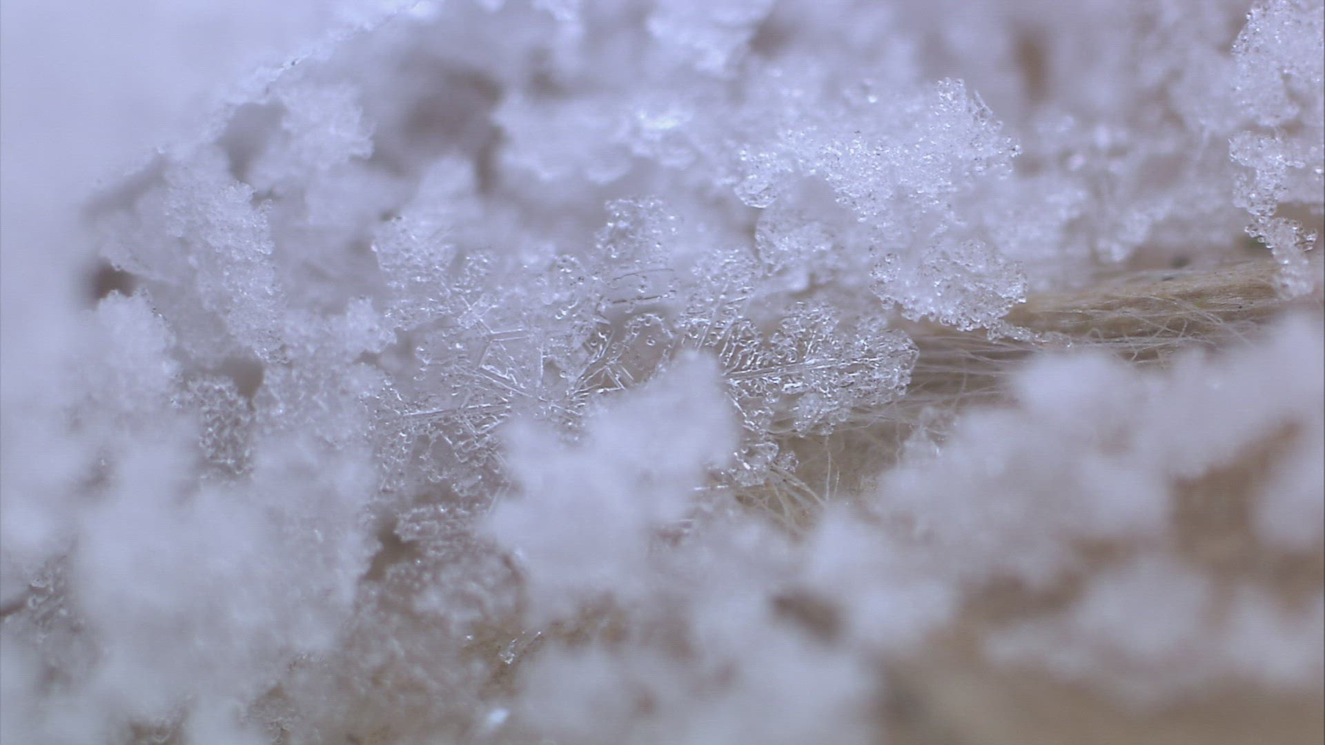 279190686 / Snow Crystal / Foliage