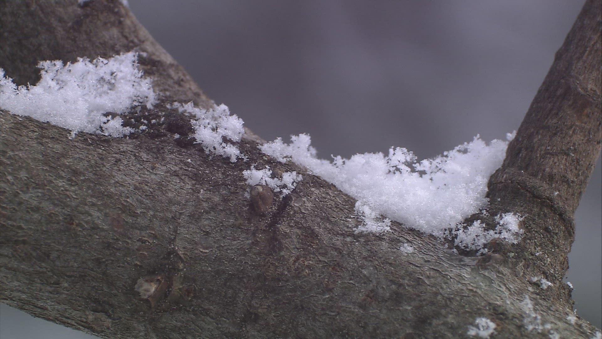 864409120 / Snowflake / Limb