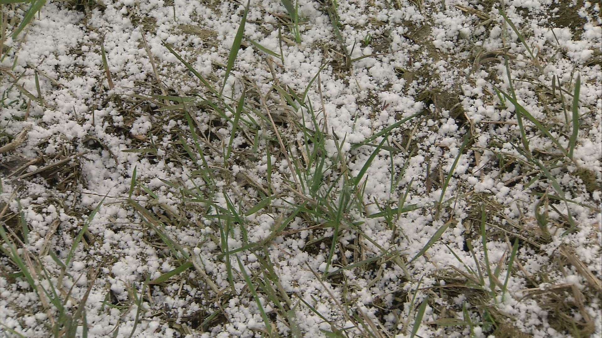 963871636 / Grass / Snowfall