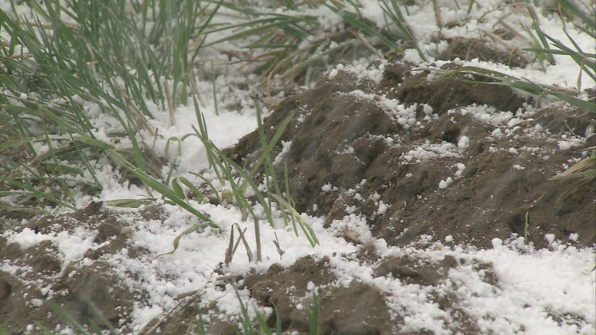 779722182 / Grass / Snowfall