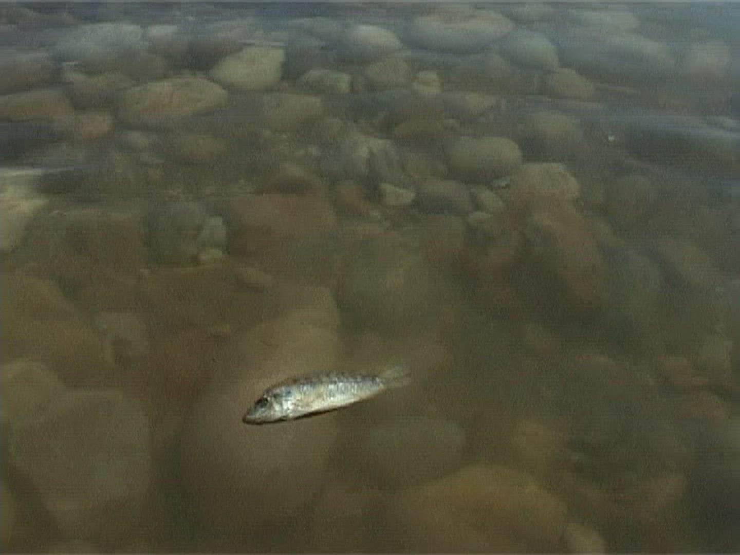 778665221 / Environmental Pollution / Dead Sea / Israel
