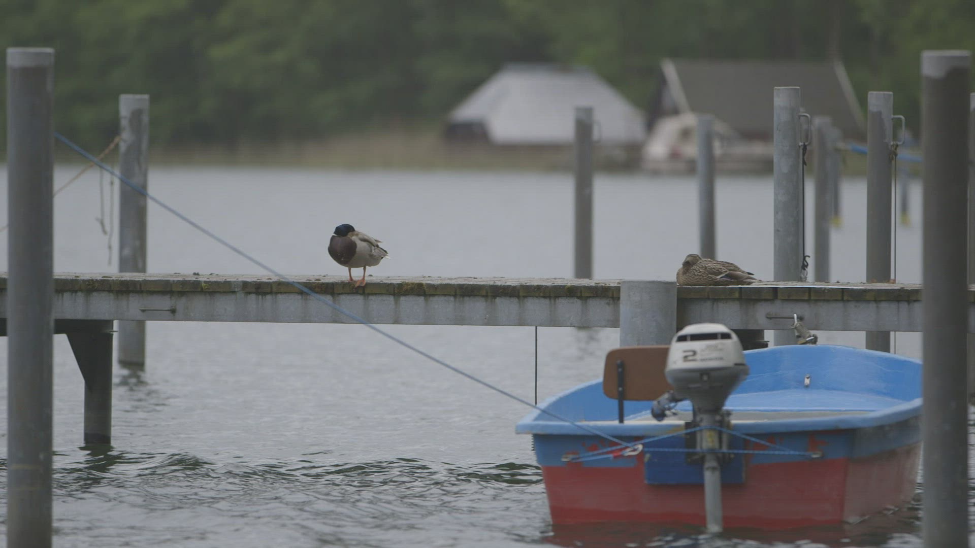 607195241 / Landing Stage / Boat / Anatidae