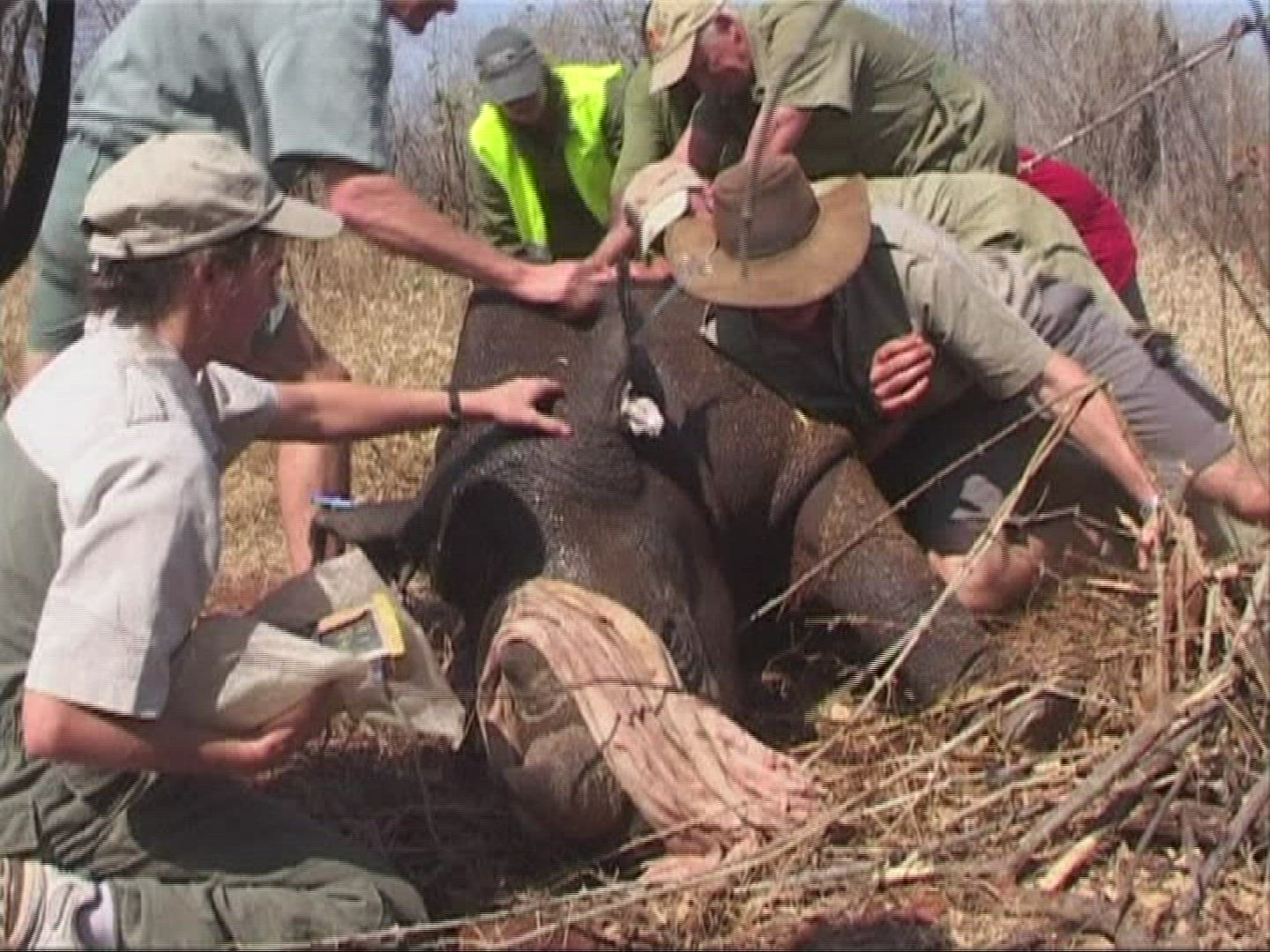 652889552 / Rhinoceros / Prevention of Cruelty to Animals / Zimbabwe / 2010