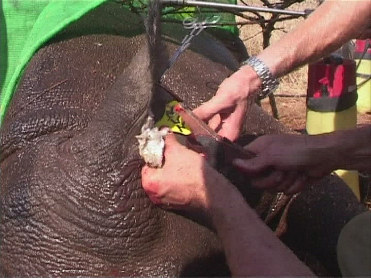 916481125 / Rhinoceros / Prevention of Cruelty to Animals / Zimbabwe / 2010