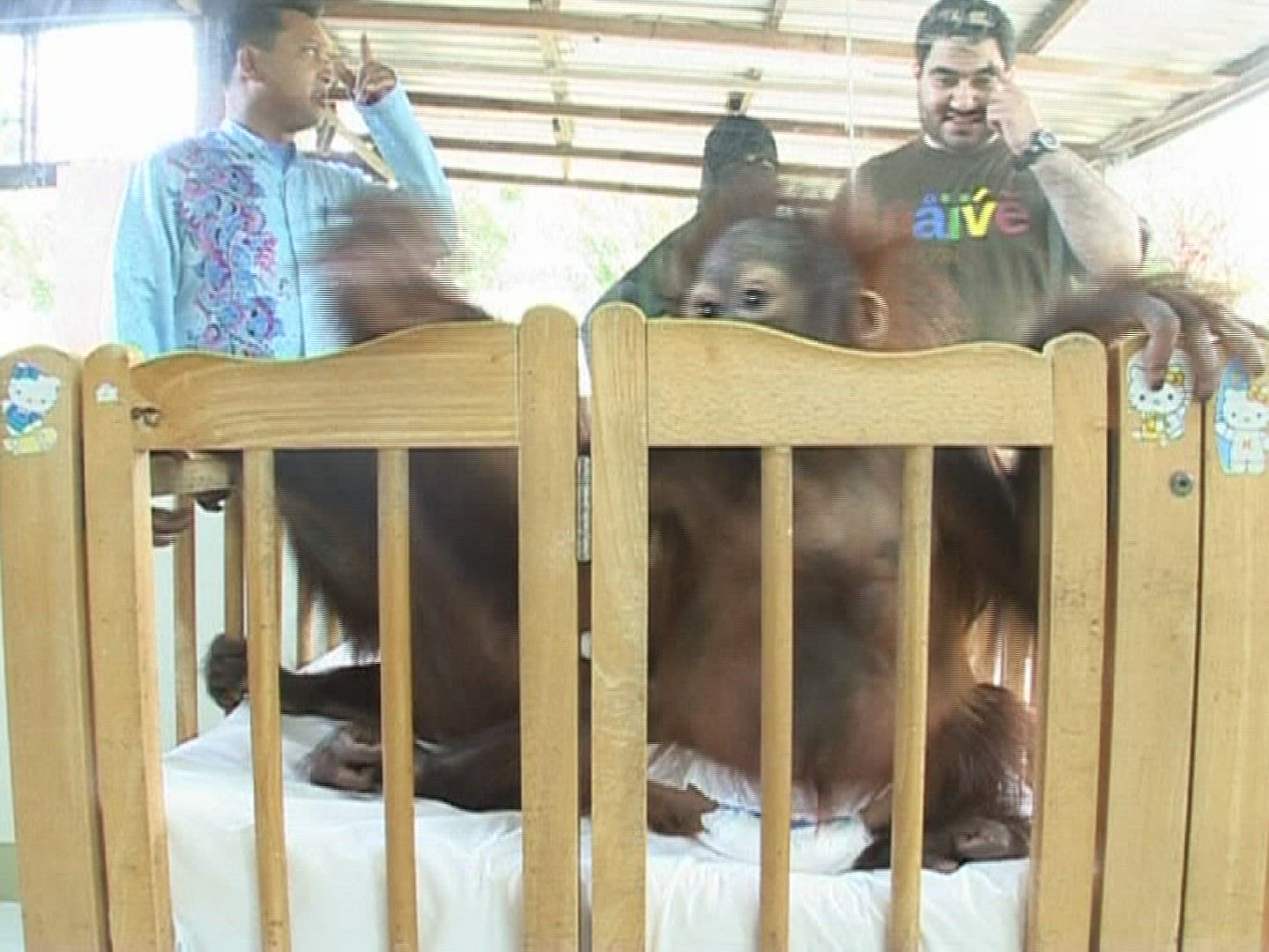 178037582 / Baby Orangutan / Animal Care Facility / Malaysia