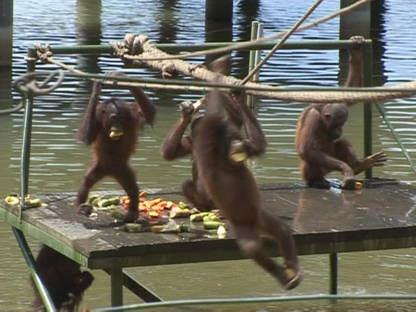 571503475 / Baby Orangutan / Animal Care Facility / Malaysia