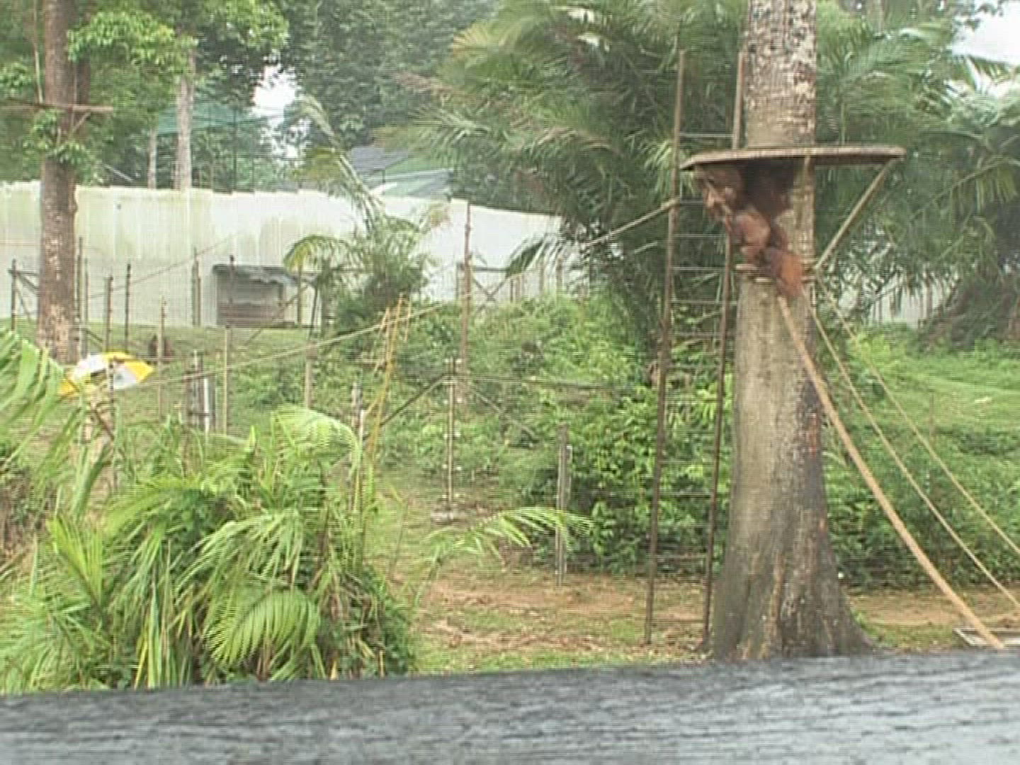 652576129 / Baby Orangutan / Animal Care Facility / Malaysia