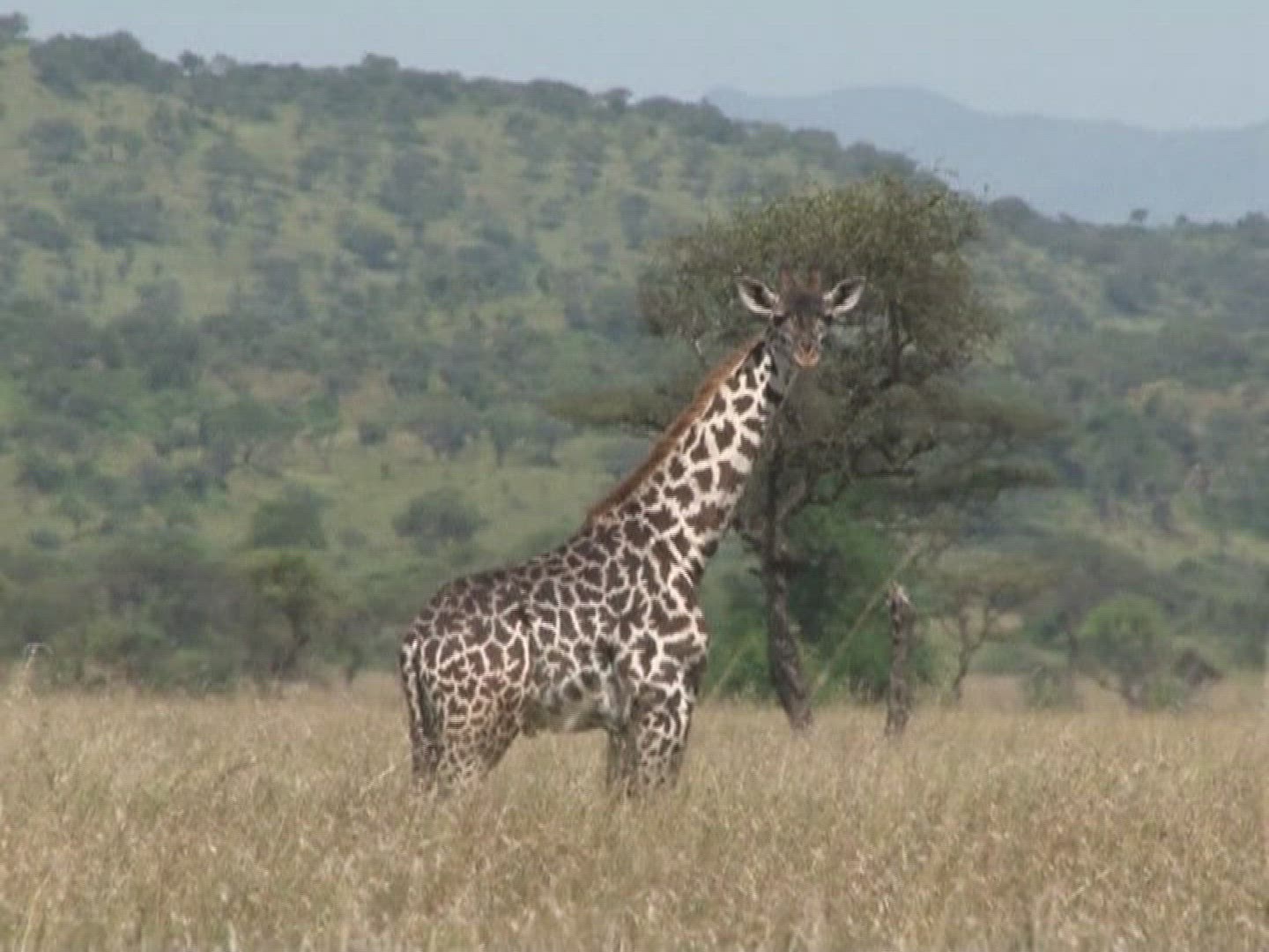 144917593 / Serengeti / Tanzania