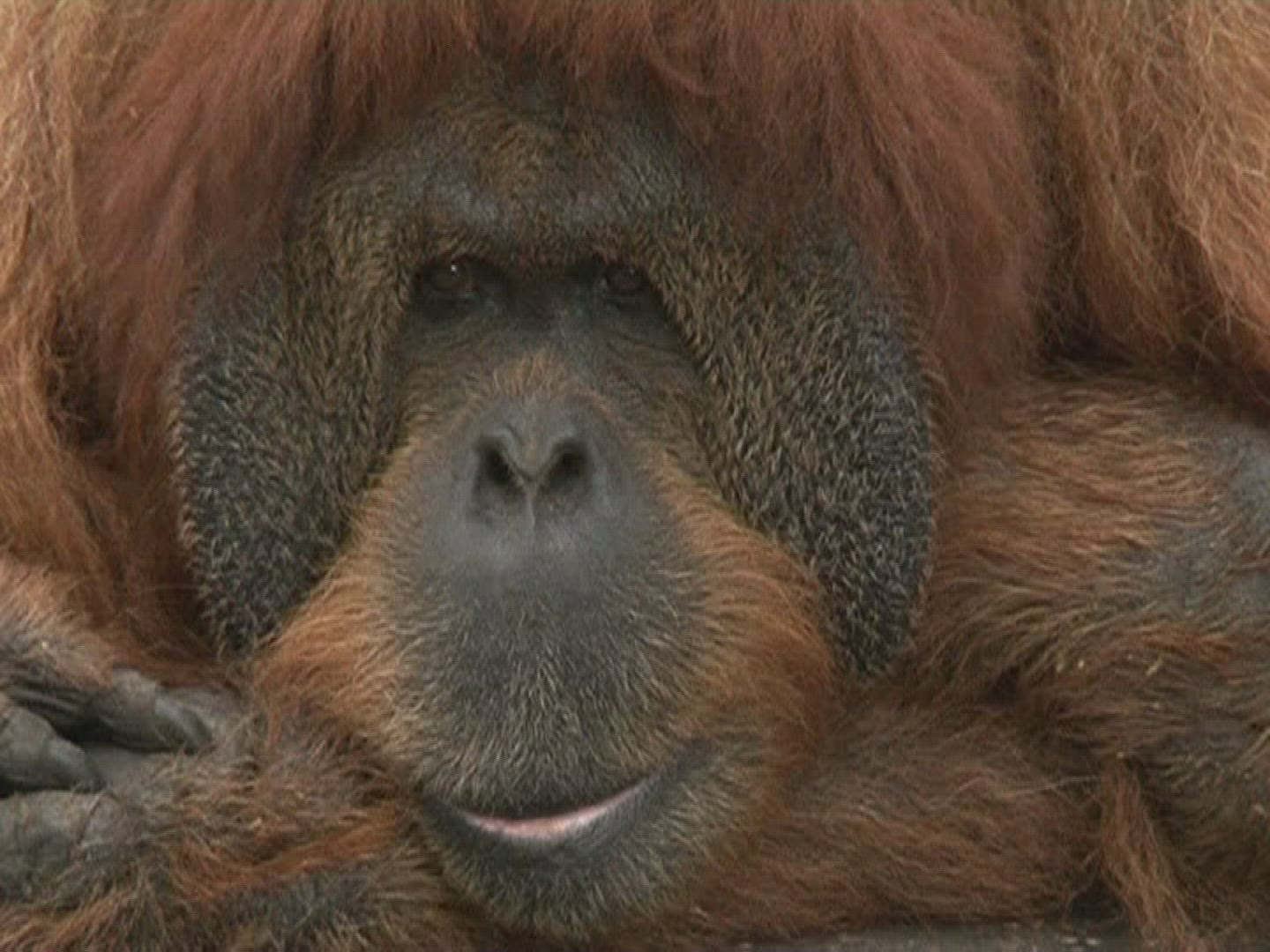 566733289 / Baby Orangutan / Israel / 2010