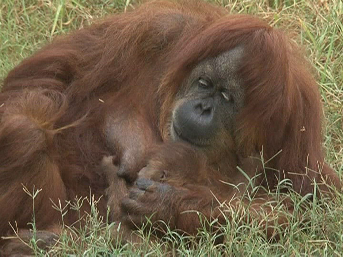 617131718 / Baby Orangutan / Israel / 2010