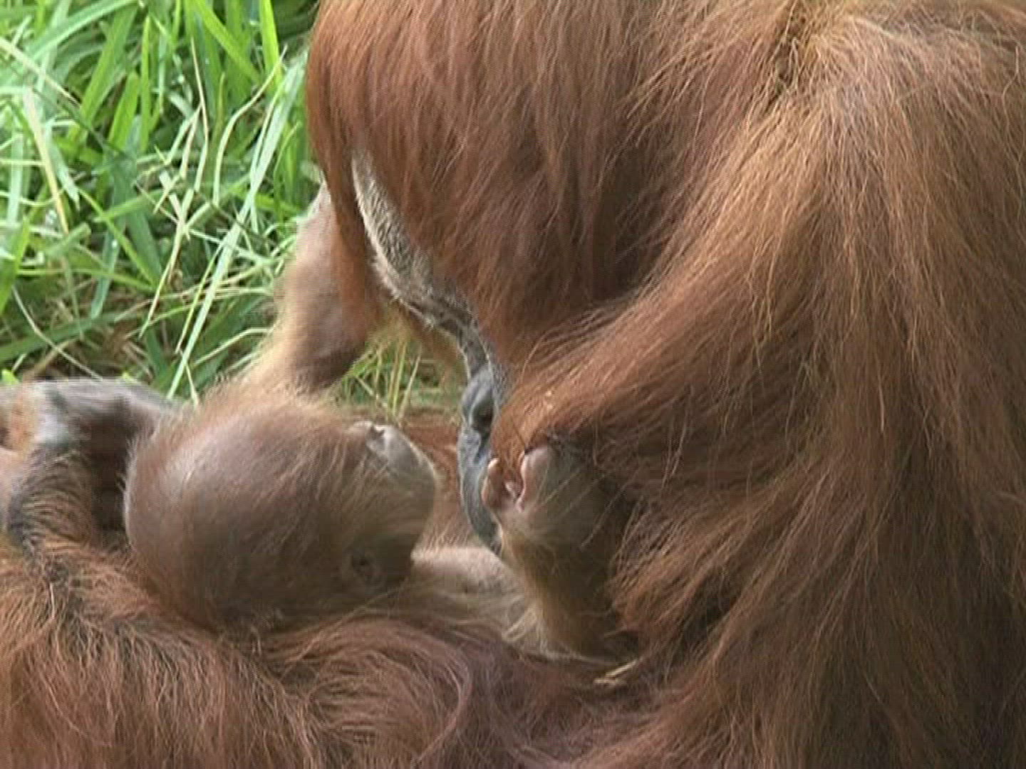 645020796 / Baby Orangutan / Israel / 2010