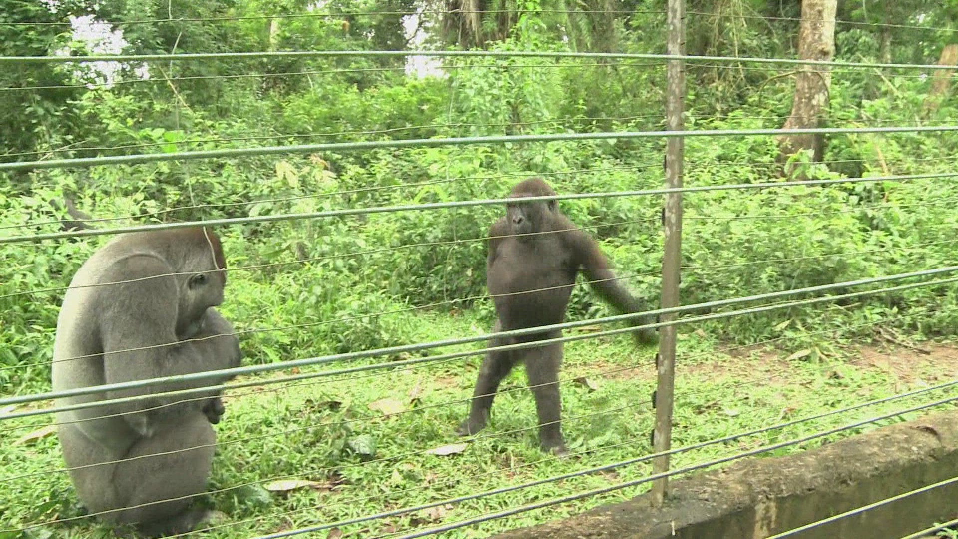 312716477 / Animal / Funny / 2011