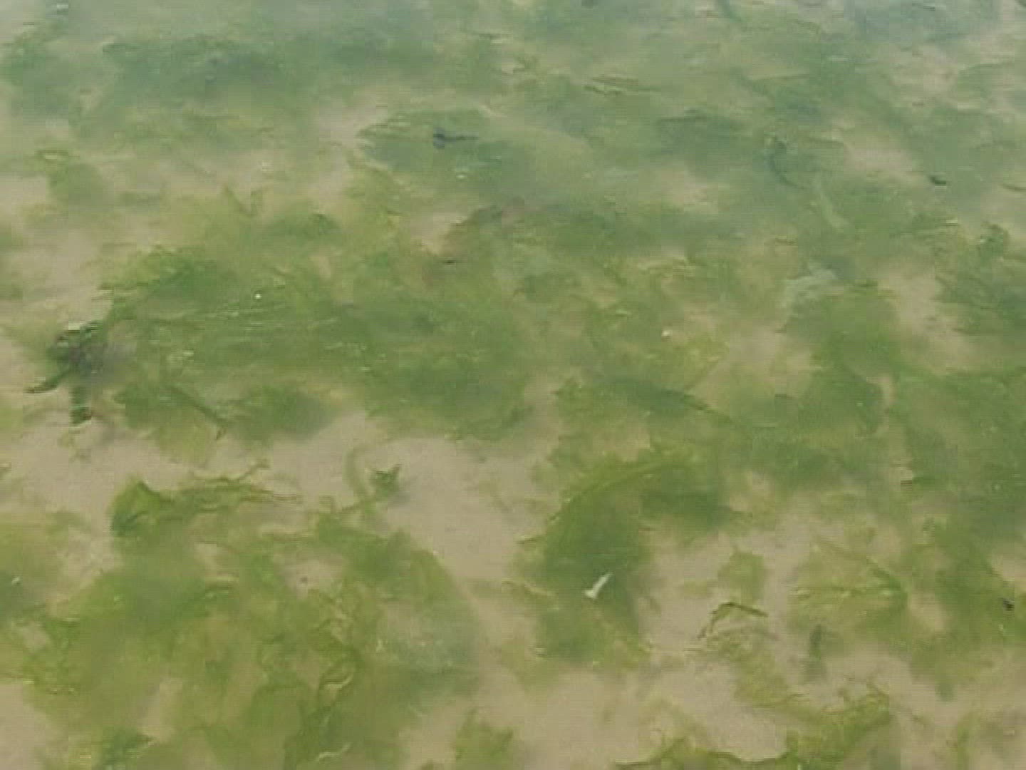 729084931 / Algae Plague / France / 2010