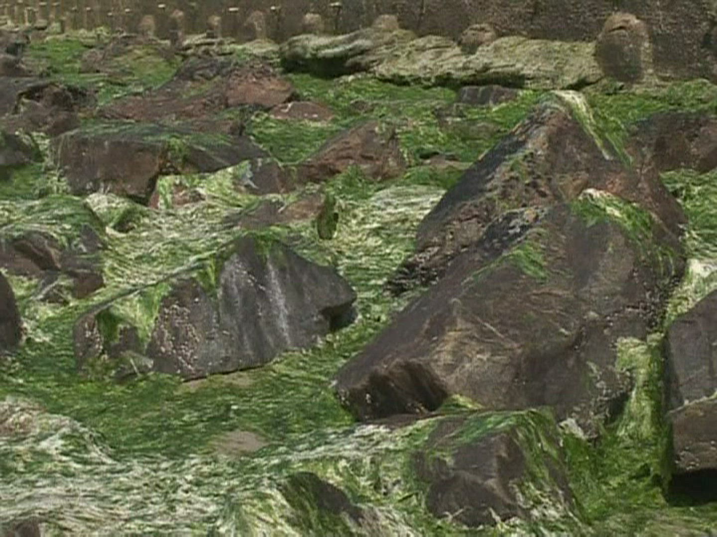 646661417 / Algae Plague / France / 2010