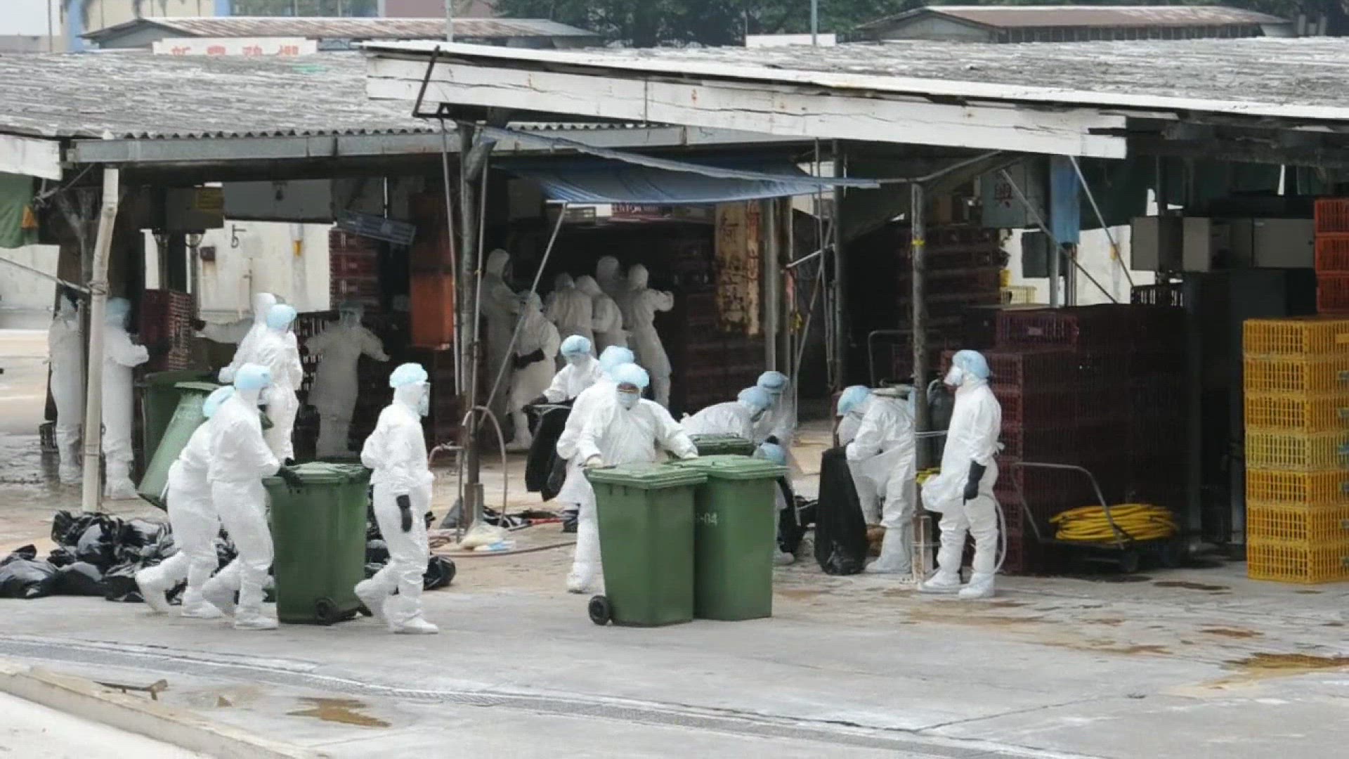582632726 / Avian Influenza / Hong Kong / China / Dec 21, 2011