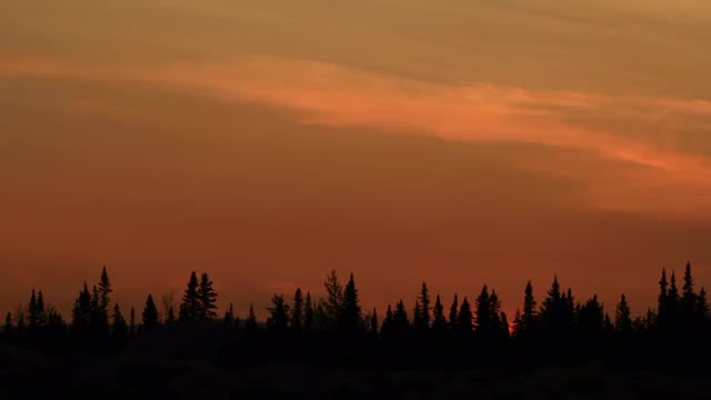 Sunset with silhouetted trees