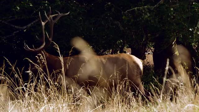 Large Elk 2 