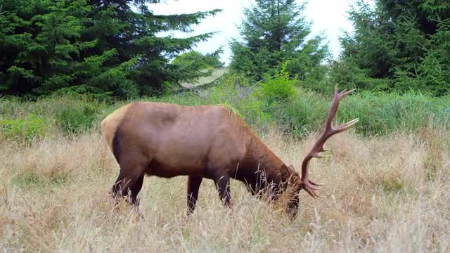 Large Elk 7 