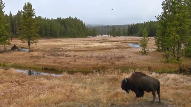 A bison grazes in a clearing at Yellowstone National Park.