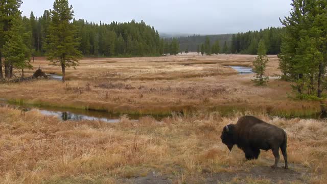 A bison grazes in a clearing at Yellowstone National Park.