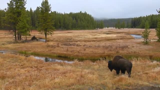 A bison grazes in a clearing at Yellowstone National Park.