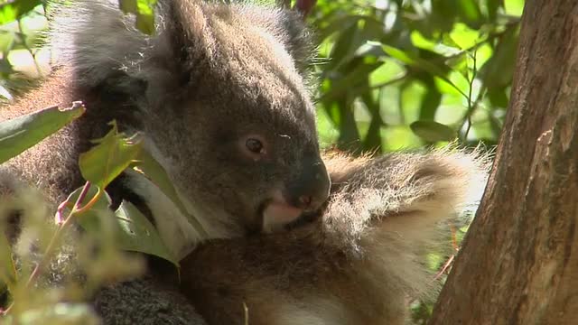 A koala bear sits peacefully in a tree.