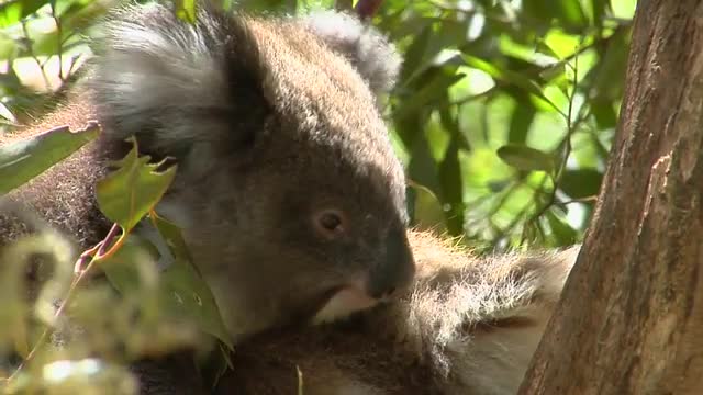 A koala bear sits calmly in a tree.