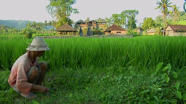 A worker gathers rice on a lush, terraced rice farm.
