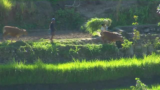 Workers lead cattle and bundle rice on a terraced rice farm.