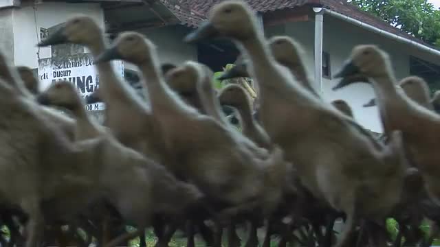 A man herds a gaggle of geese down the street of a village.