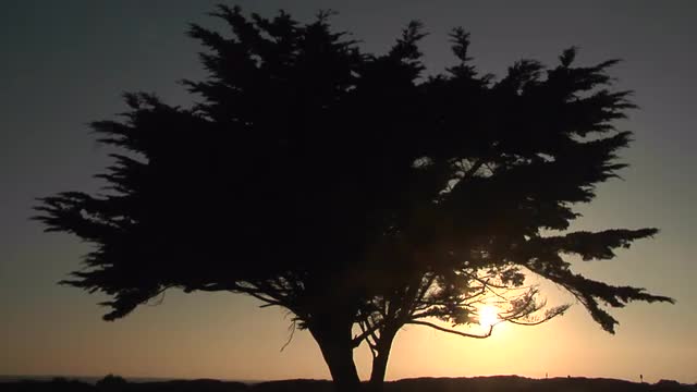 A tree is silhouetted at golden hour.