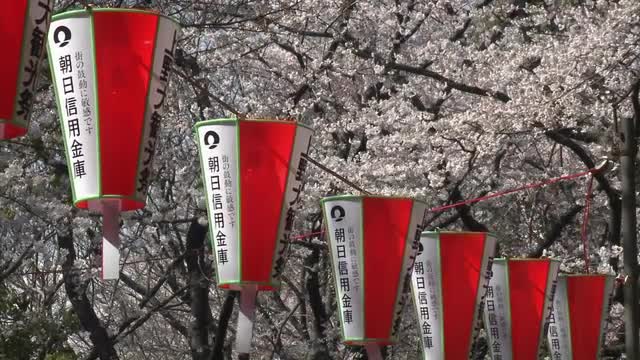 Lanterns in Ueno Park during the cherry blossom season in Tokyo, Japan.