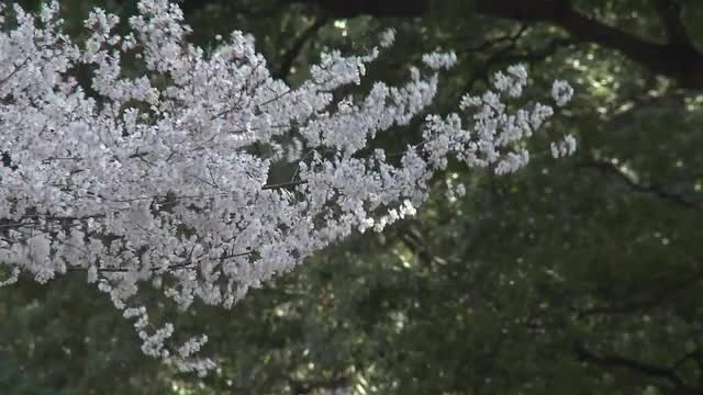 Trees blowing in the wind in Ueno Park during the cherry blossom season in Tokyo, Japan.