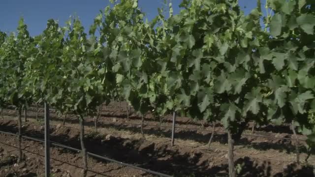 A dolly move through a row of merlot wine vines in Talca, Chile.