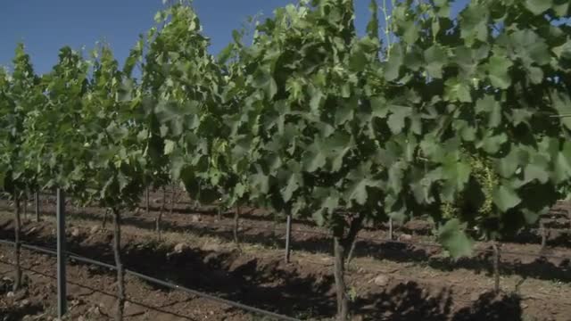 A dolly move through a row of merlot wine vines in Talca, Chile.