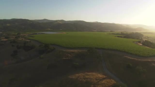 Helicopter aerial of a vineyard in the Santa Maria Valley, California.
